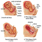 labor and delivery icon