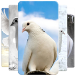 Dove Wallpaper icon