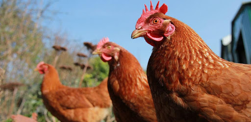 Poultry Farming pc screenshot