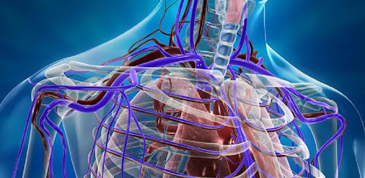Human Arterial System pc screenshot Human Arterial System pc screenshot