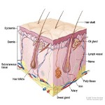 Dermatology Made Easy icon