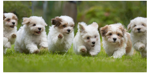 Cute Puppy Wallpapers HD pc screenshot Cute Puppy Wallpapers HD pc screenshot