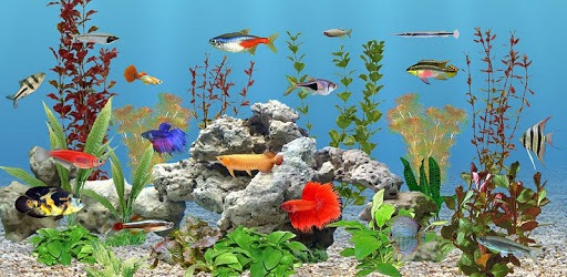 aniPet Freshwater Live WP pc screenshot aniPet Freshwater Live WP pc screenshot