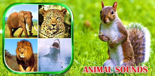 Animals Sounds pc screenshot Animals Sounds pc screenshot