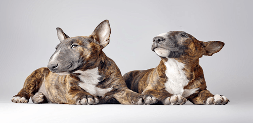 Bull Terrier Wallpapers pc screenshot Bull Terrier Wallpapers pc screenshot