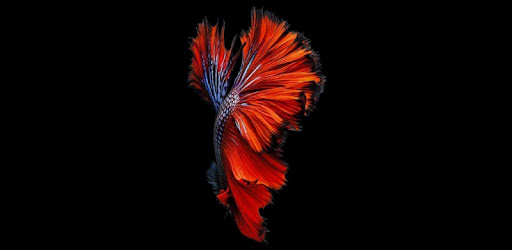 Fish 3D Live Wallpaper pc screenshot Fish 3D Live Wallpaper pc screenshot