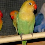 TAMPALOVEBIRDS icon