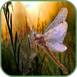 Dragonfly Wallpaper icon