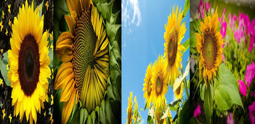 Sunflower Wallpaper pc screenshot Sunflower Wallpaper pc screenshot