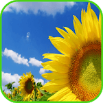 Sunflower Wallpaper for pc icon Sunflower Wallpaper for pc icon
