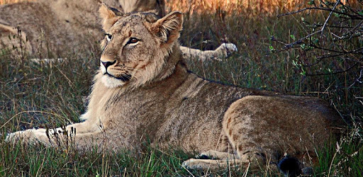Animal Sounds & Ringtones pc screenshot Animal Sounds & Ringtones pc screenshot