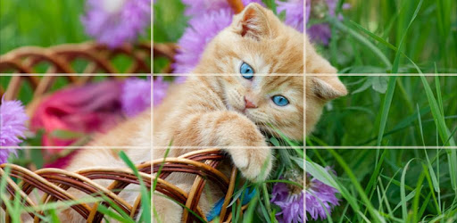 Puzzle - kittens pc screenshot