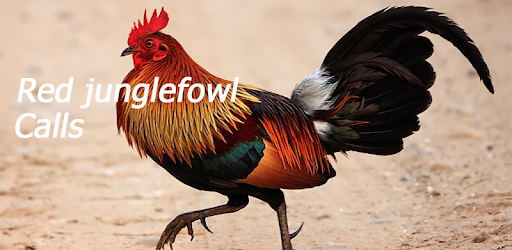 Appp.io - Red jungle fowl crowing pc screenshot