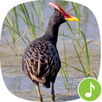 Appp.io - Watercock Bird Calls icon
