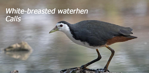 Appp.io - White-breasted waterhen Calls pc screenshot