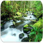 RainForest sounds icon