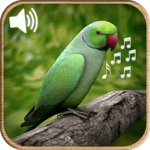 Latest Bird Ringtones 2018 icon