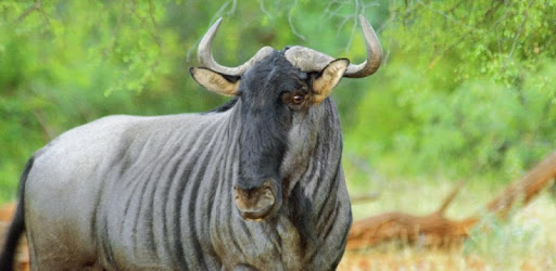 Wild Africa Animals Themes pc screenshot Wild Africa Animals Themes pc screenshot