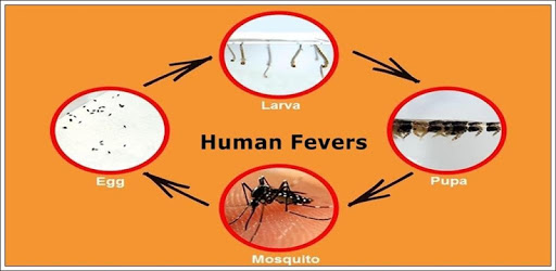 fevers and symptoms pc screenshot fevers and symptoms pc screenshot
