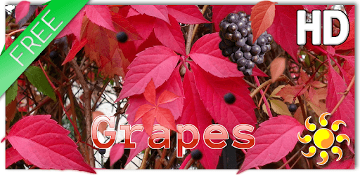 Autumn Grapes LWP pc screenshot Autumn Grapes LWP pc screenshot