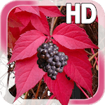 Autumn Grapes LWP icon