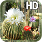Cactus Flowers LWP icon