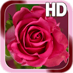 Rose Love Live Wallpaper icon