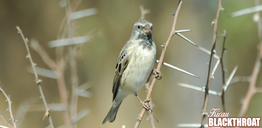 Serinus Atrogularis pc screenshot Serinus Atrogularis pc screenshot