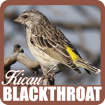 Serinus Atrogularis for pc icon Serinus Atrogularis for pc icon