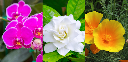 Flowers - Botanical Quiz about Beautiful Plants pc screenshot