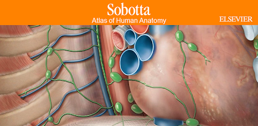 Sobotta Anatomy pc screenshot Sobotta Anatomy pc screenshot