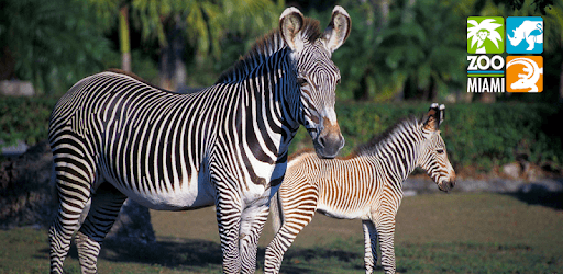 Zoo Miami for Android pc screenshot Zoo Miami for Android pc screenshot