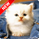 Baby Animal Pictures icon