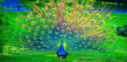 Feather Wallpapers pc screenshot Feather Wallpapers pc screenshot