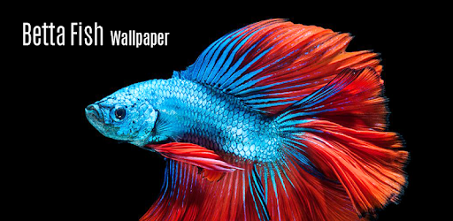 Betta Fish Wallpaper pc screenshot