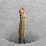 Winter fishing icon