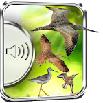 Shorebirds Sounds icon