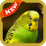 Bird Wallpaper icon