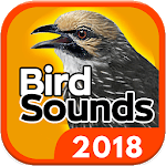 Bird Sounds - Free MP3 Download icon