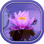Beautiful Summer HD Wallpapers icon