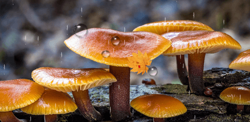 Mushrooms Live Wallpaper pc screenshot Mushrooms Live Wallpaper pc screenshot
