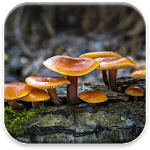 Mushrooms Live Wallpaper icon