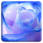 Blue Rose HD LiveWallpaper for pc icon Blue Rose HD LiveWallpaper for pc icon