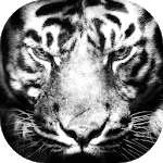 Free Beast Wallpaper FHD (Lion, Tiger, Wolf, etc) icon