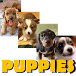 Free Puppy Wallpaper FHD icon