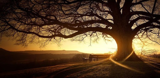 Day-Night Camera HD pc screenshot