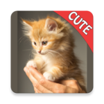 CUTE CATS Memory matching Game for pc icon CUTE CATS Memory matching Game for pc icon