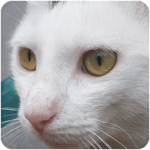 Cat Sounds icon