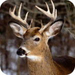 Deer Hunting Calls icon