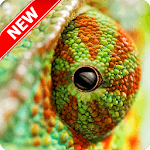 Chameleon Wallpaper icon
